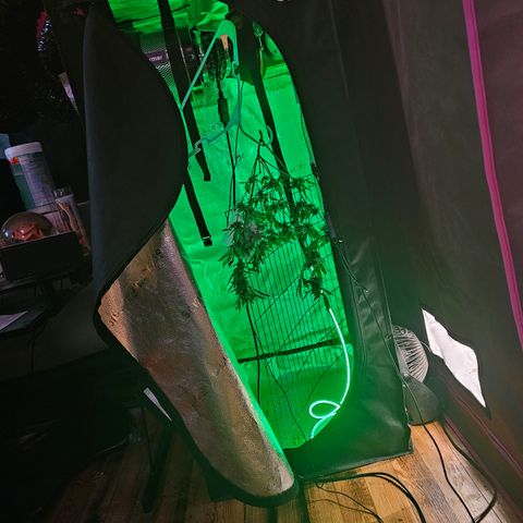 White widow  growlog timeline photo