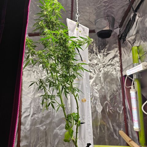 White widow  growlog timeline photo