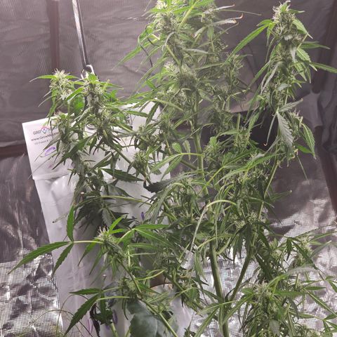 White widow  growlog timeline photo