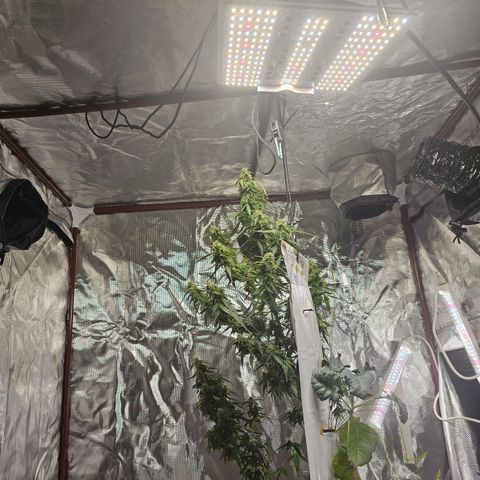 White widow  growlog timeline photo