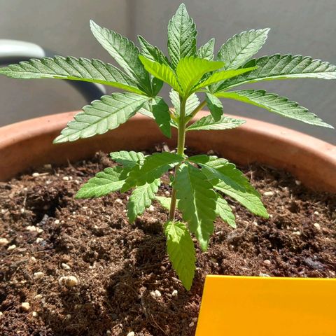 Grooti growlog photo: 🤗