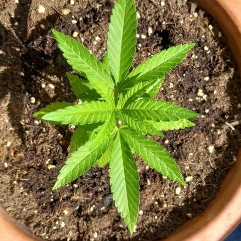 Grooti growlog timeline photo