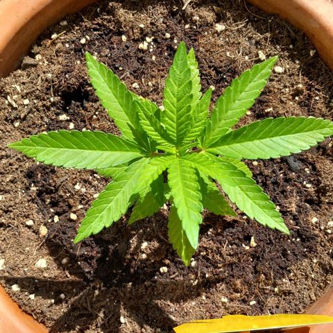 Grooti growlog timeline photo
