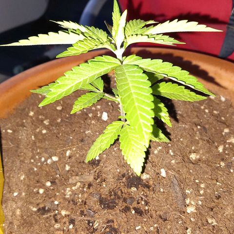 Grooti growlog timeline photo