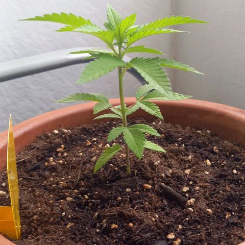 Grooti growlog timeline photo