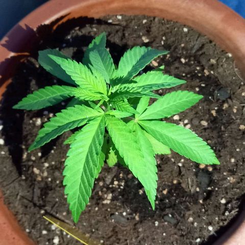 Grooti growlog timeline photo