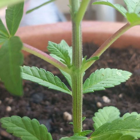 Grooti growlog photo: New 🌱Color 💜
