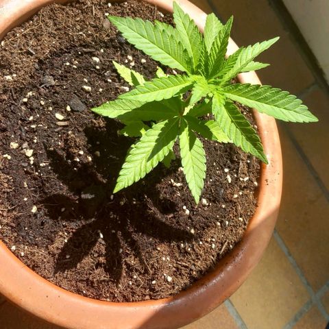 Grooti growlog timeline photo