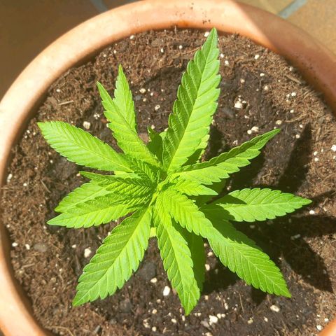 Grooti growlog timeline photo