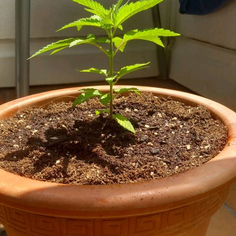 Grooti growlog timeline photo