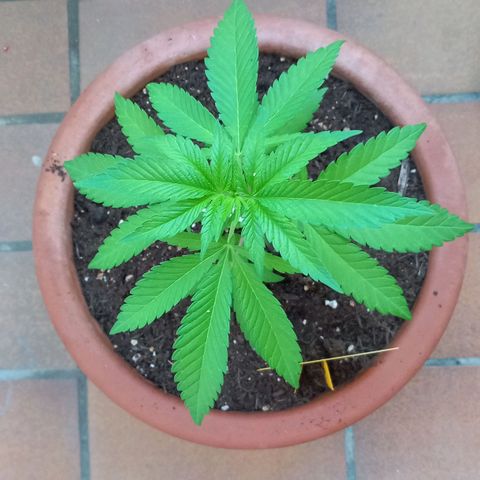 Grooti growlog timeline photo