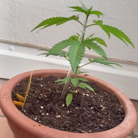 Grooti growlog timeline photo