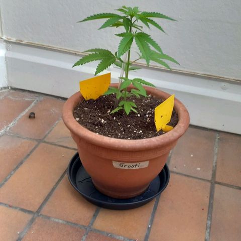 Grooti growlog timeline photo