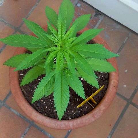 Grooti growlog timeline photo