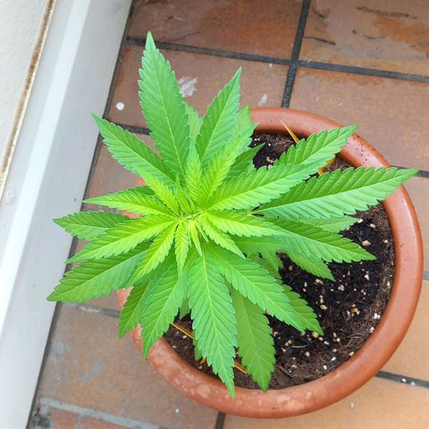 Grooti growlog timeline photo