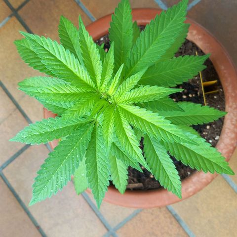 Grooti growlog timeline photo