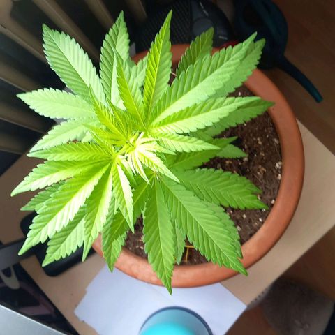 Grooti growlog timeline photo