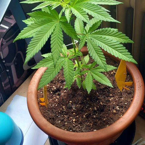 Grooti growlog timeline photo