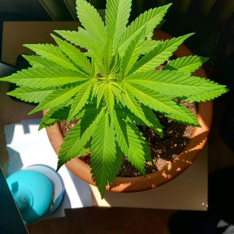 Grooti growlog timeline photo