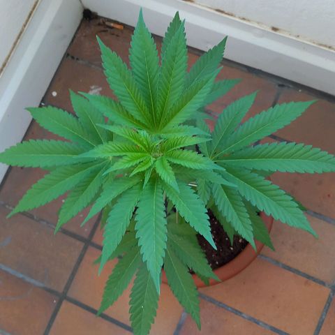 Grooti growlog timeline photo