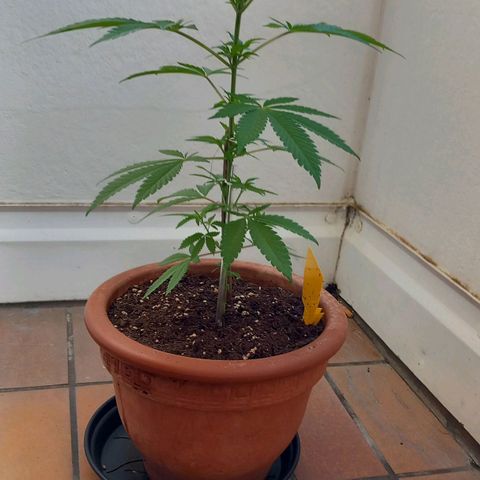 Grooti growlog timeline photo