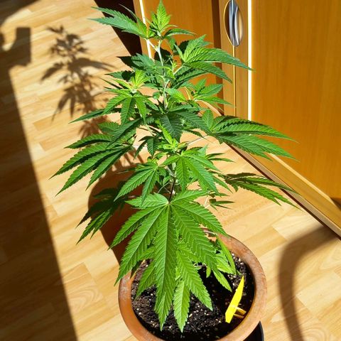 Grooti growlog timeline photo