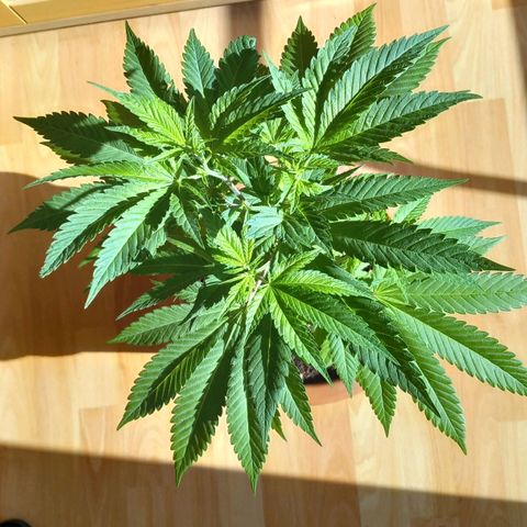 Grooti growlog timeline photo