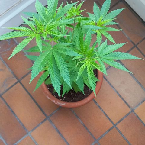 Grooti growlog timeline photo