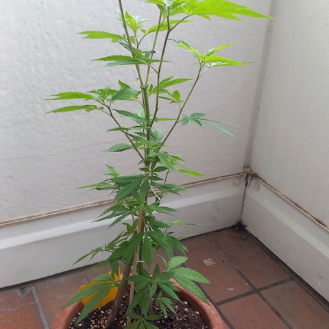 Grooti growlog timeline photo