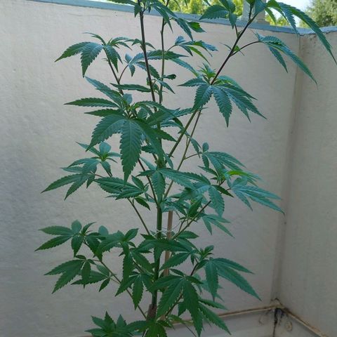 Grooti growlog timeline photo