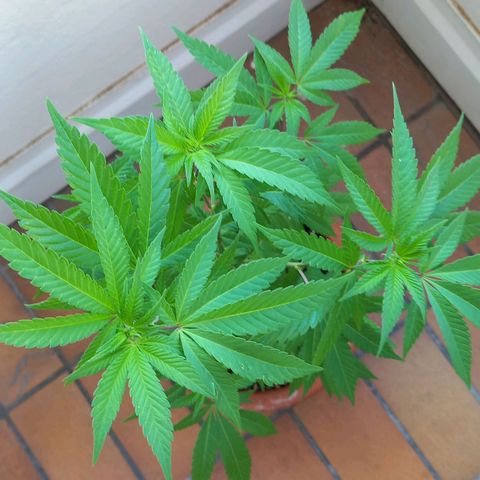 Grooti growlog timeline photo