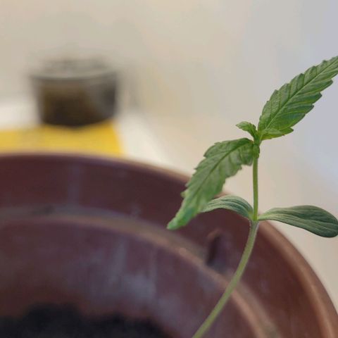Genética desconhecida growlog timeline photo
