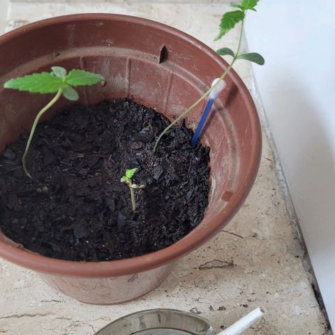 Genética desconhecida growlog timeline photo