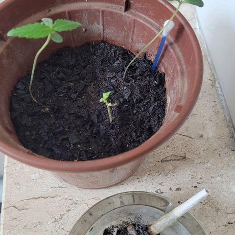 Genética desconhecida growlog timeline photo