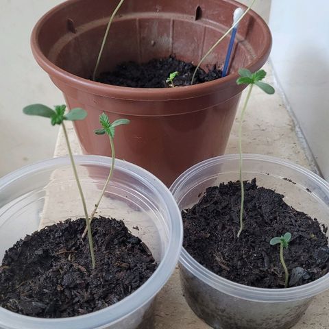 Genética desconhecida growlog timeline photo