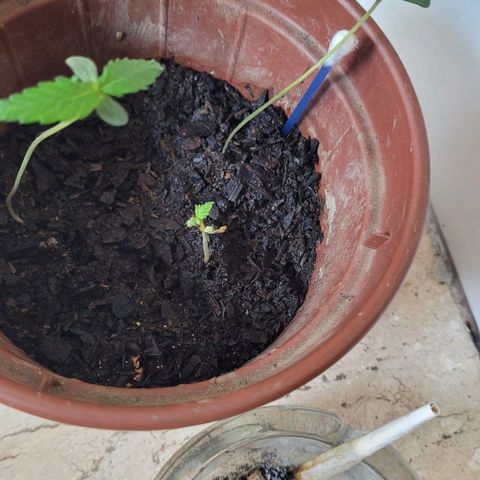 Genética desconhecida growlog timeline photo