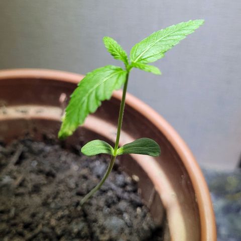 Genética desconhecida growlog timeline photo