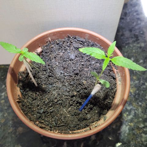 Genética desconhecida growlog timeline photo