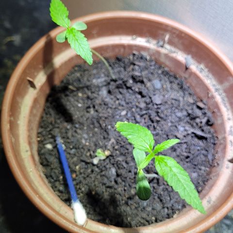 Genética desconhecida growlog timeline photo