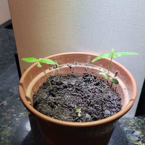 Genética desconhecida growlog timeline photo