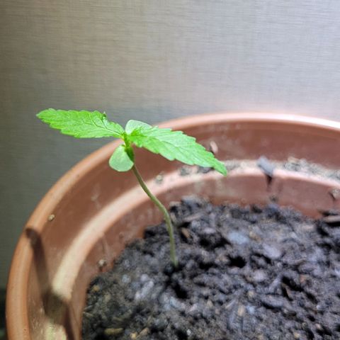 Genética desconhecida growlog timeline photo