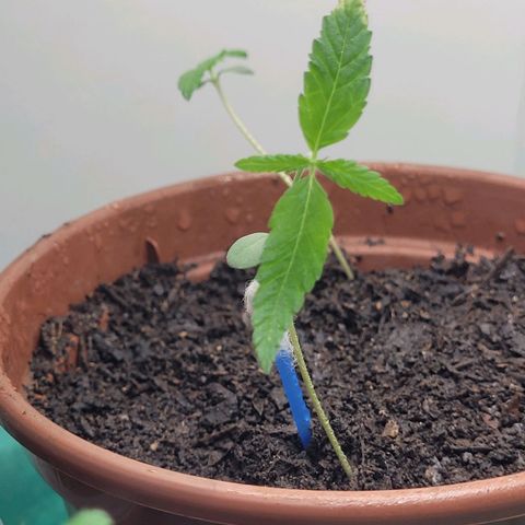 Genética desconhecida growlog timeline photo