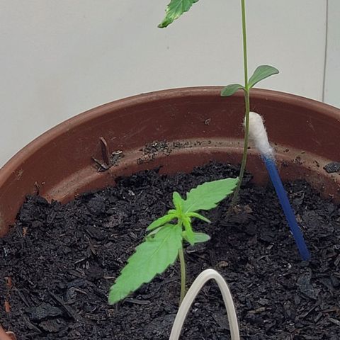 Genética desconhecida growlog timeline photo