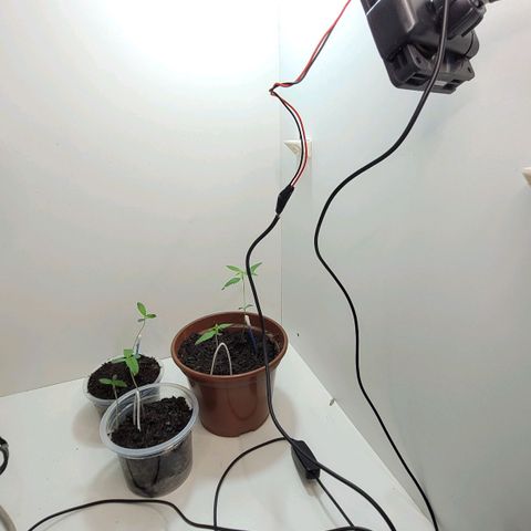 Genética desconhecida growlog timeline photo