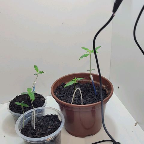 Genética desconhecida growlog timeline photo