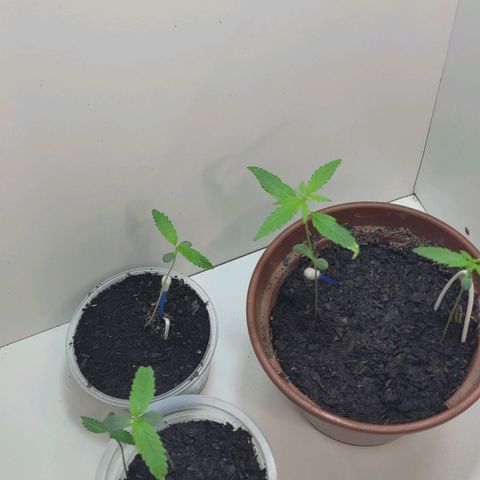 Genética desconhecida growlog timeline photo