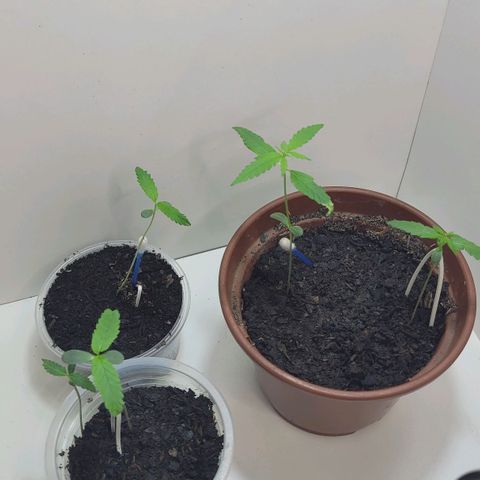 Genética desconhecida growlog timeline photo
