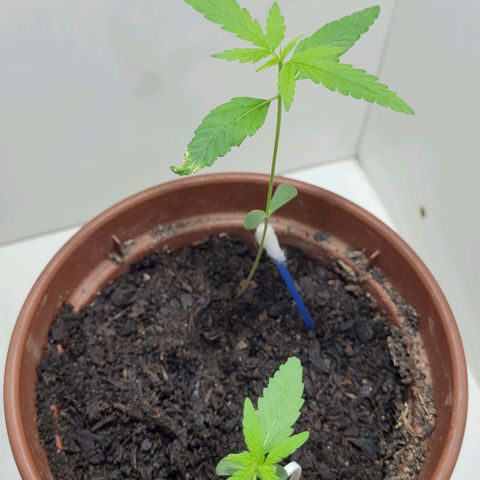 Genética desconhecida growlog timeline photo