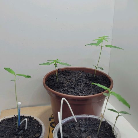 Genética desconhecida growlog timeline photo