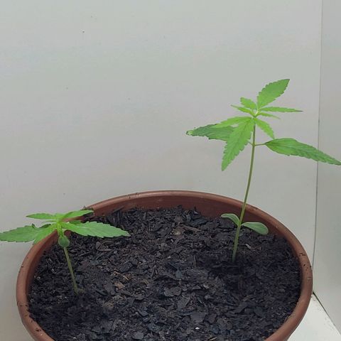 Genética desconhecida growlog timeline photo